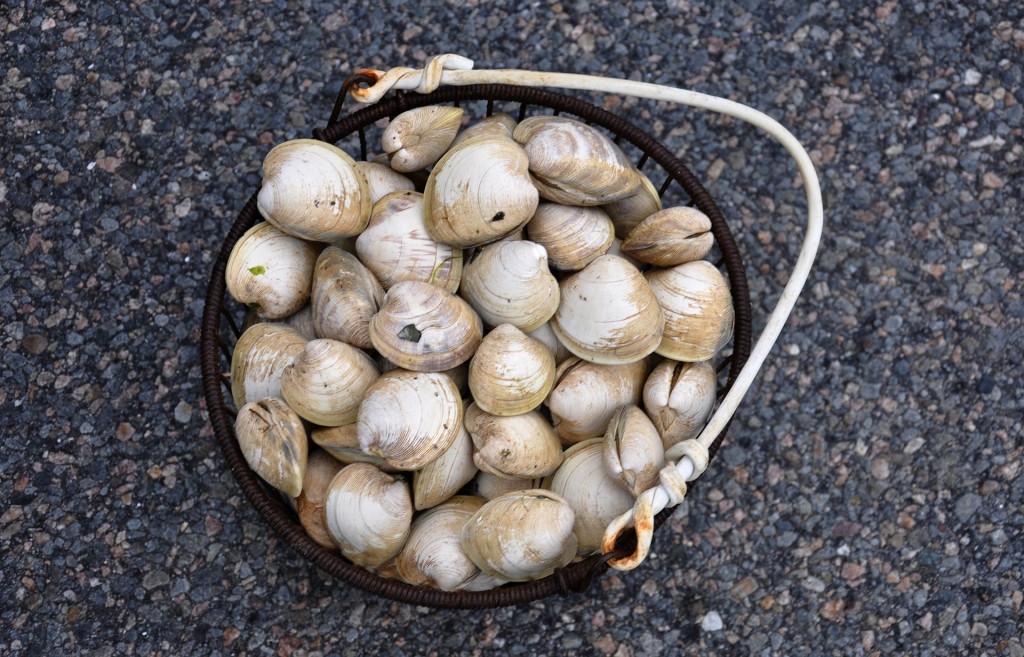 For seafood lovers, Cape Cod offers abundant opportunities for clamming and crabbing.